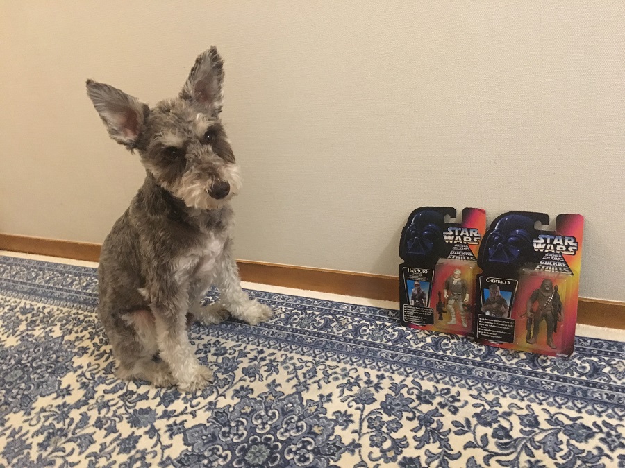 スターウォーズと犬 シュナ王子パトのブログ