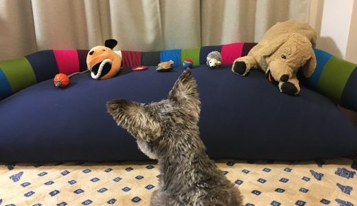 犬のおもちゃ選手権｜パトに選ばれるおもちゃはどれだ！？（結果編）