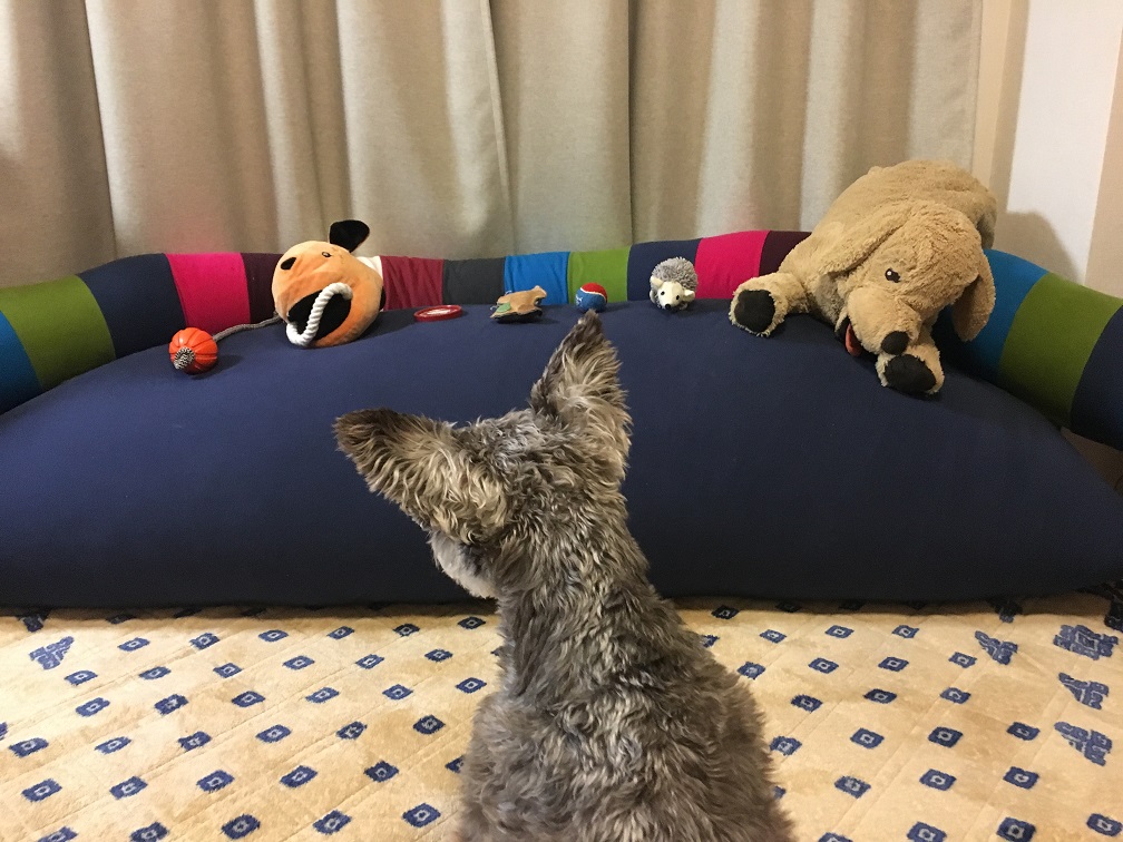 犬のおもちゃ選手権 パトに選ばれるおもちゃはどれだ 結果編 シュナ王子パトのブログ