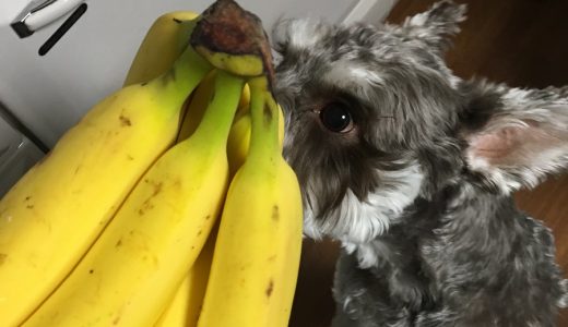 バナナが欲しくてついに貰えた犬の話