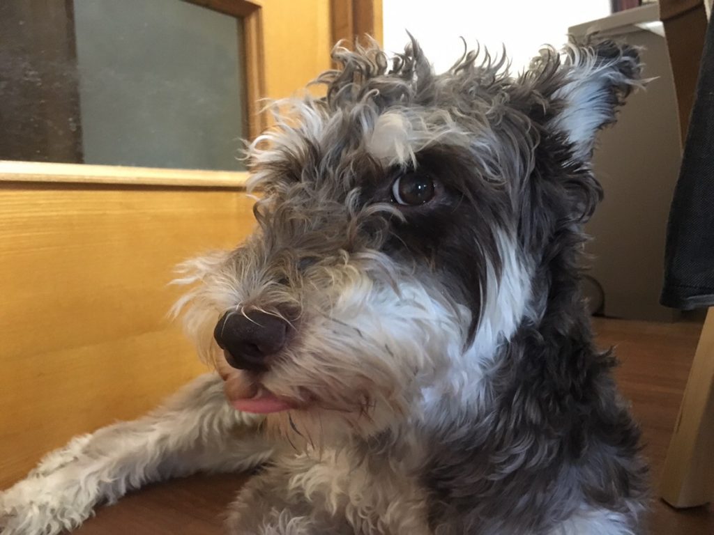 暑い3連休 団扇を求める犬の話 シュナ王子パトのブログ